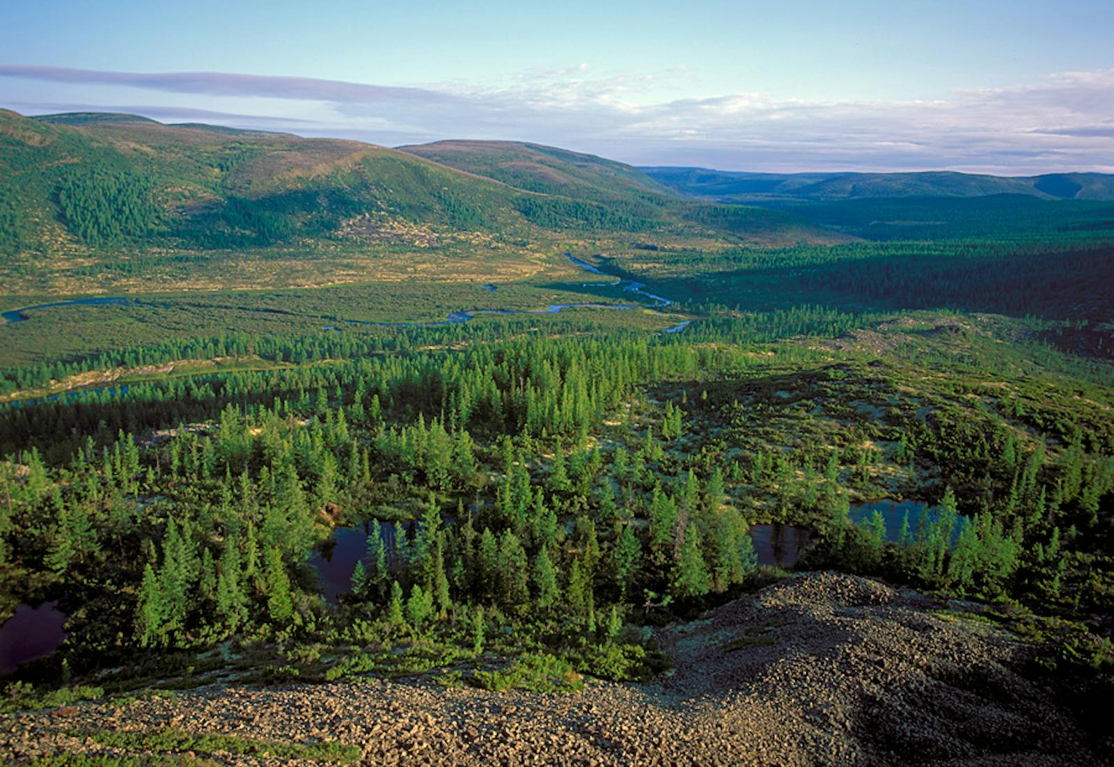 East Siberian Taiga One Earth